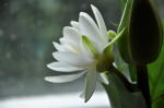 Click on one of the size names below to enlarge this image